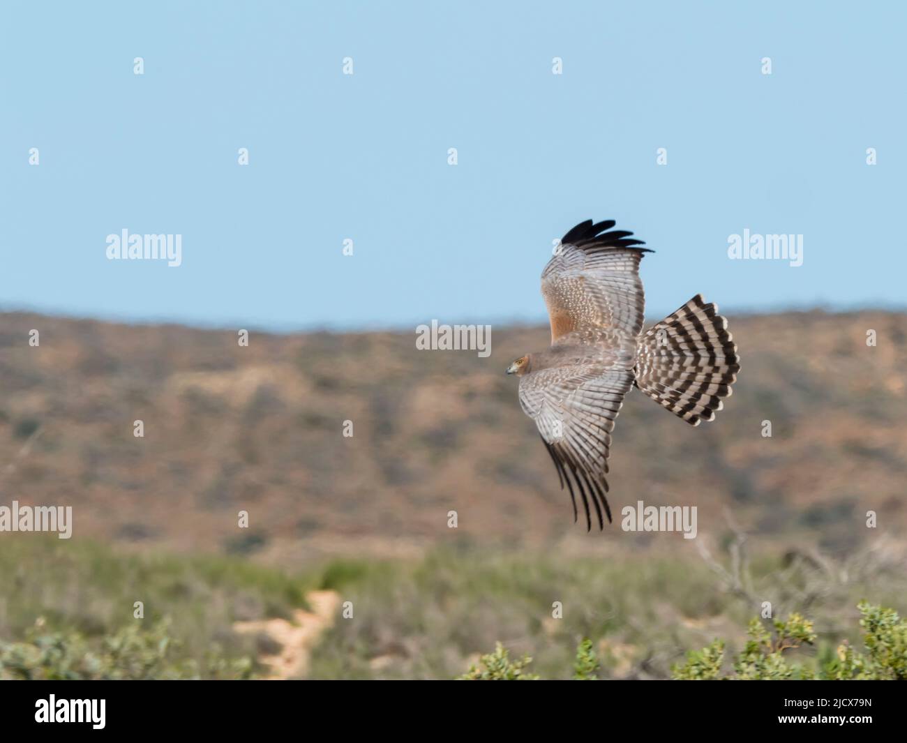 Adult spotted harrier (Circus assimilis), in flight in Cape Range National Park, Western Australia, Australia, Pacific Stock Photo