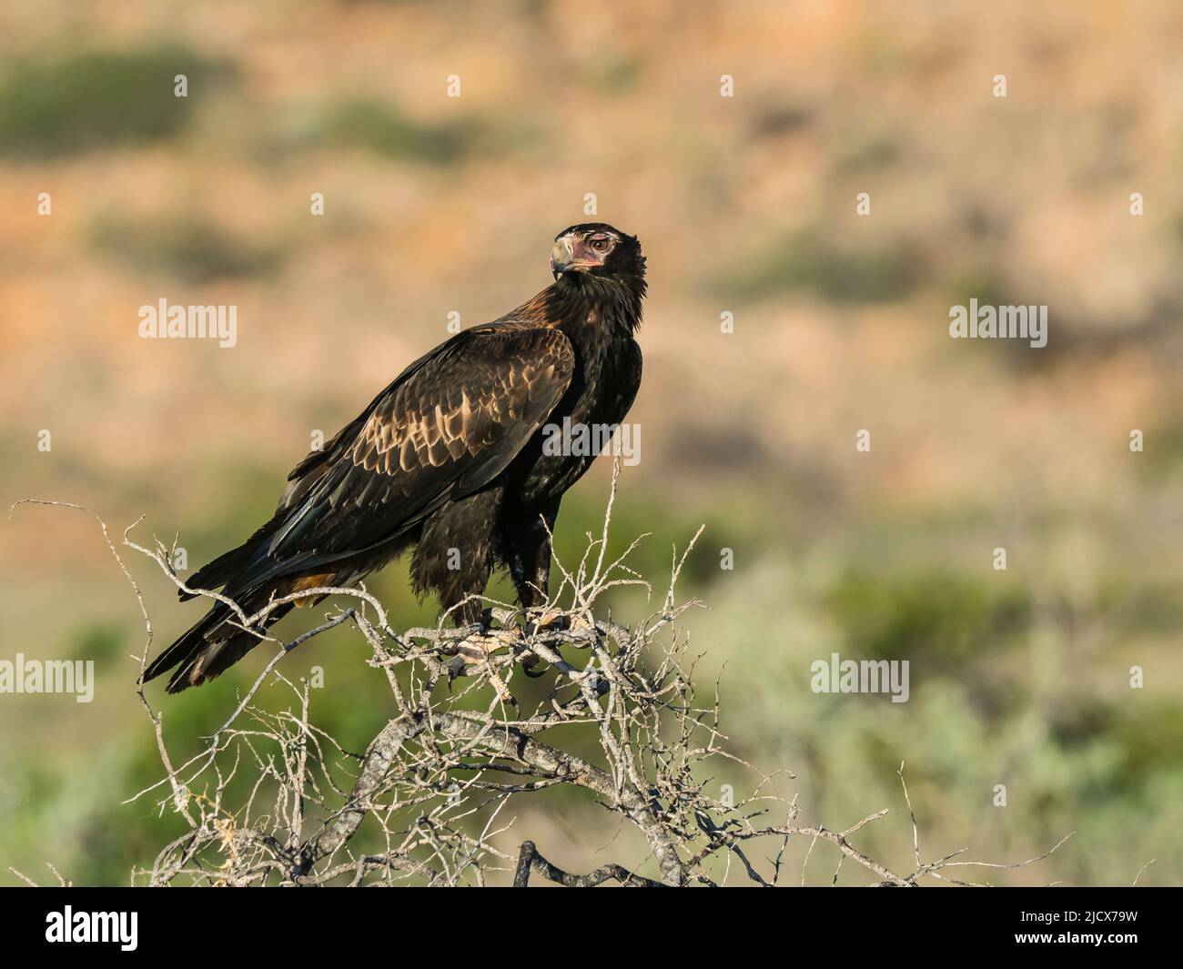 Adult wedge-tailed eagle (Aquila audax), on perch in Cape Range National Park, Western Australia, Australia, Pacific Stock Photo