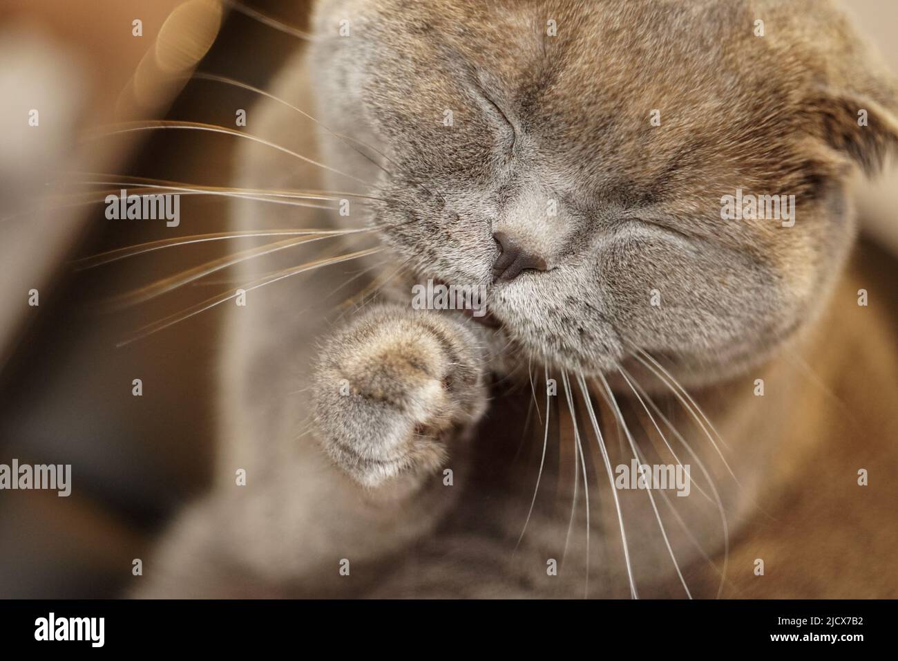 Cute scottish fold cat cleaning her fur with tongue close up view with shallow depth of field Stock Photo