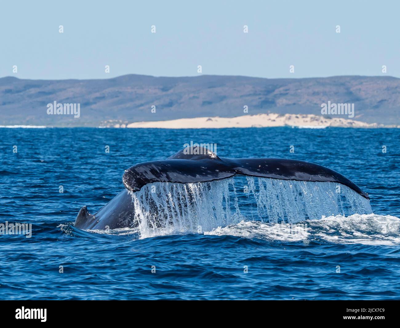 Adult humpback whale (Megaptera novaeangliae), flukes up dive on
