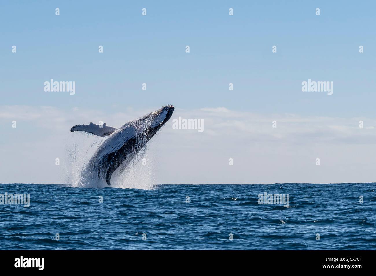 Humpback whale (Megaptera novaeangliae), adult breaching on Ningaloo Reef, Western Australia, Australia, Pacific Stock Photo