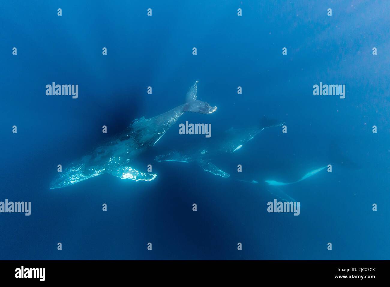 Humpback whales (Megaptera novaeangliae), swimming underwater on Ningaloo Reef, Western Australia, Australia, Pacific Stock Photo