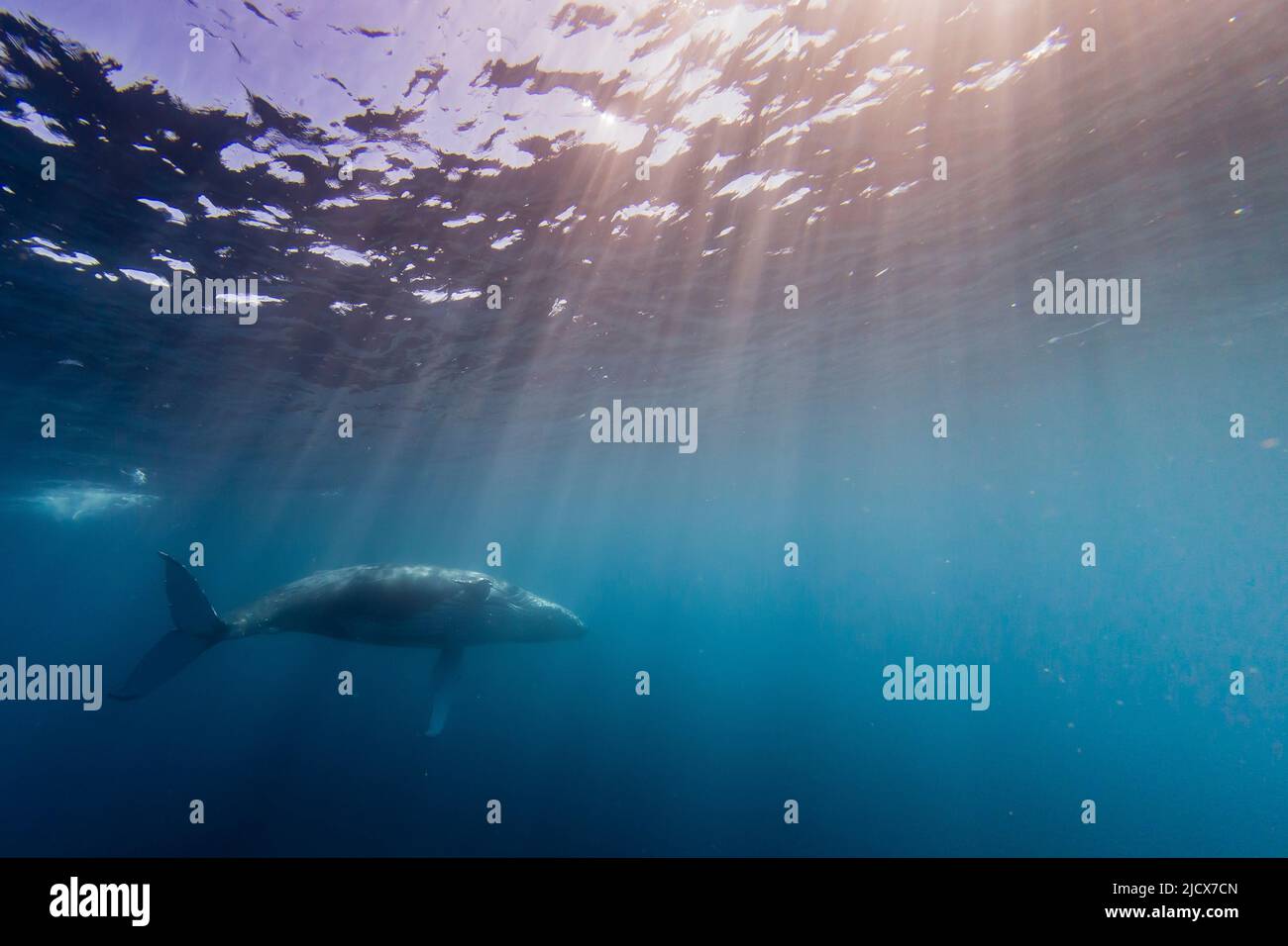 Humpback whale (Megaptera novaeangliae), swimming underwater on