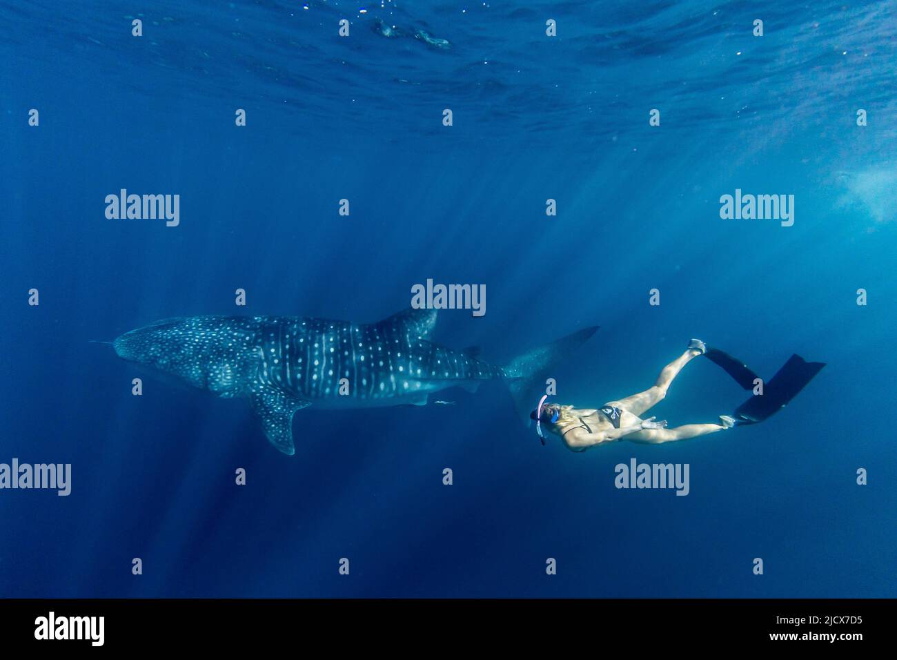 Whale shark (Rhincodon typus), underwater with snorkeler on Ningaloo Reef, Western Australia, Australia, Pacific Stock Photo