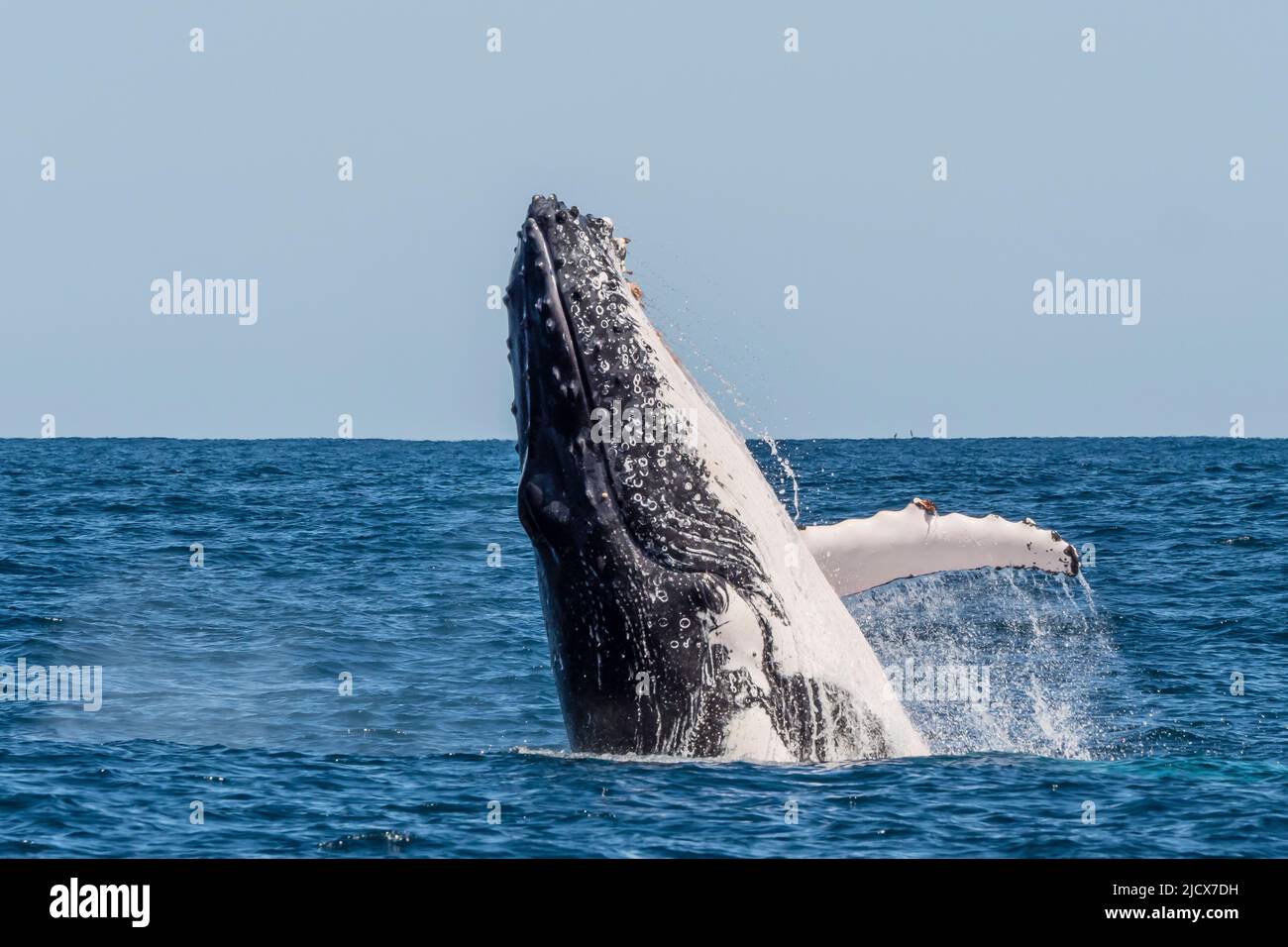 Humpback whale (Megaptera novaeangliae), adult breaching on Ningaloo Reef, Western Australia, Australia, Pacific Stock Photo