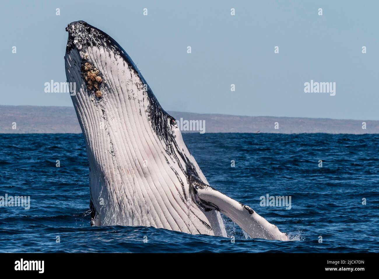 Humpback whale (Megaptera novaeangliae), adult breaching on Ningaloo Reef, Western Australia, Australia, Pacific Stock Photo