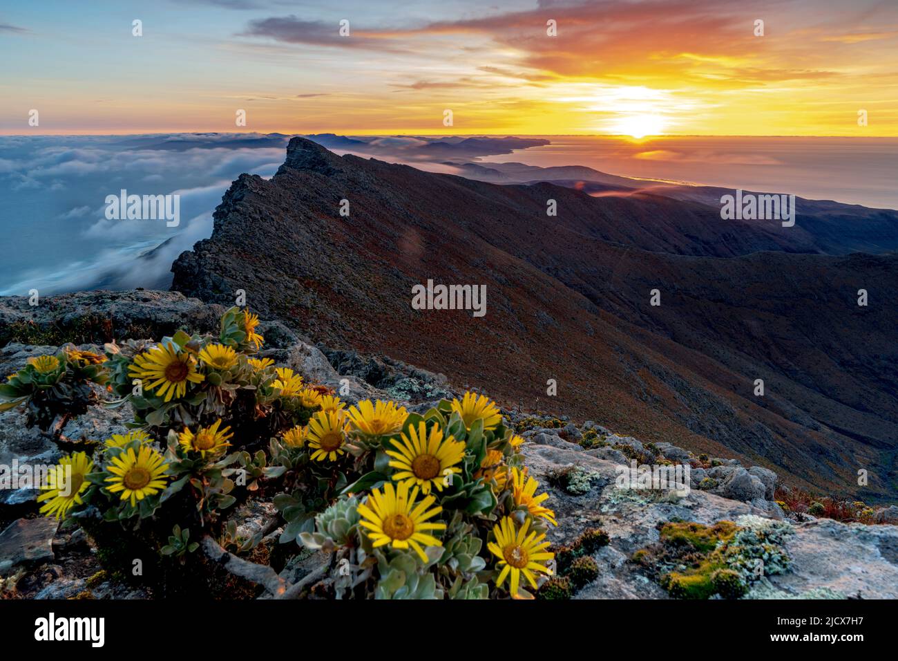 Wild flowers on rocks on Pico de la Zarza mountain peak at sunrise ...