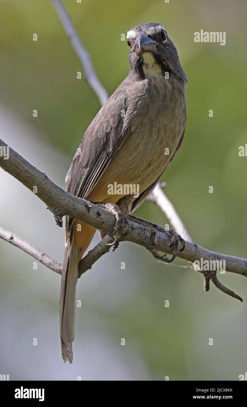 Saltator grandis hires stock photography and images Alamy