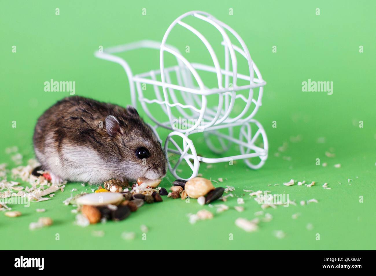 Funny Djungarian hamster eating feed near vintage decorative stroller on a green background Stock Photo