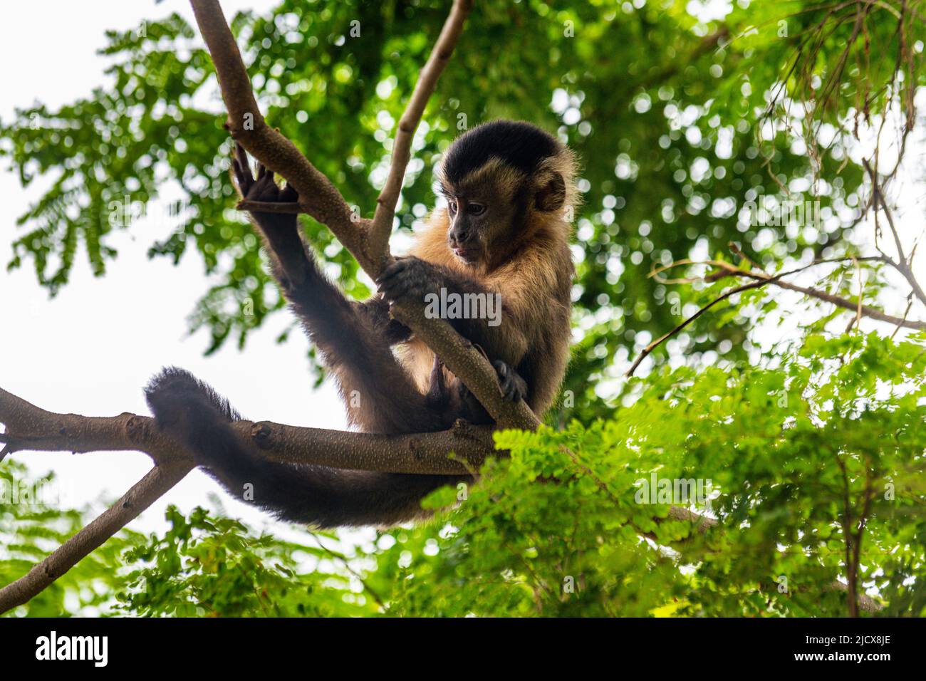 Capuchin monkey (Cebinae), sitting on branch, Forest Park Sinop, Sinop, Mato Grosso, Brazil, South America Stock Photo