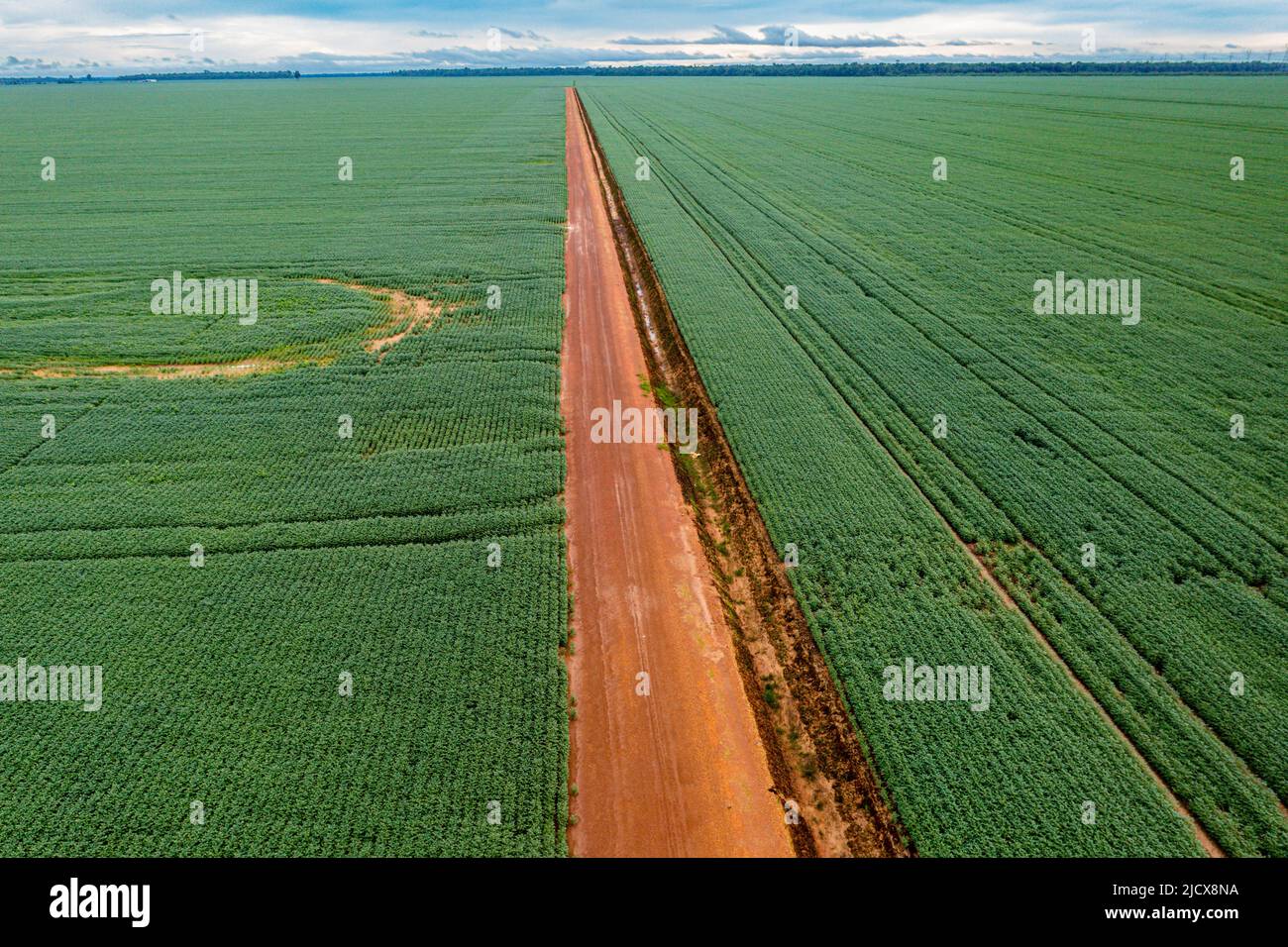 Giant soy fields, Sinop, Mato Grosso, Brazil, South America Stock Photo