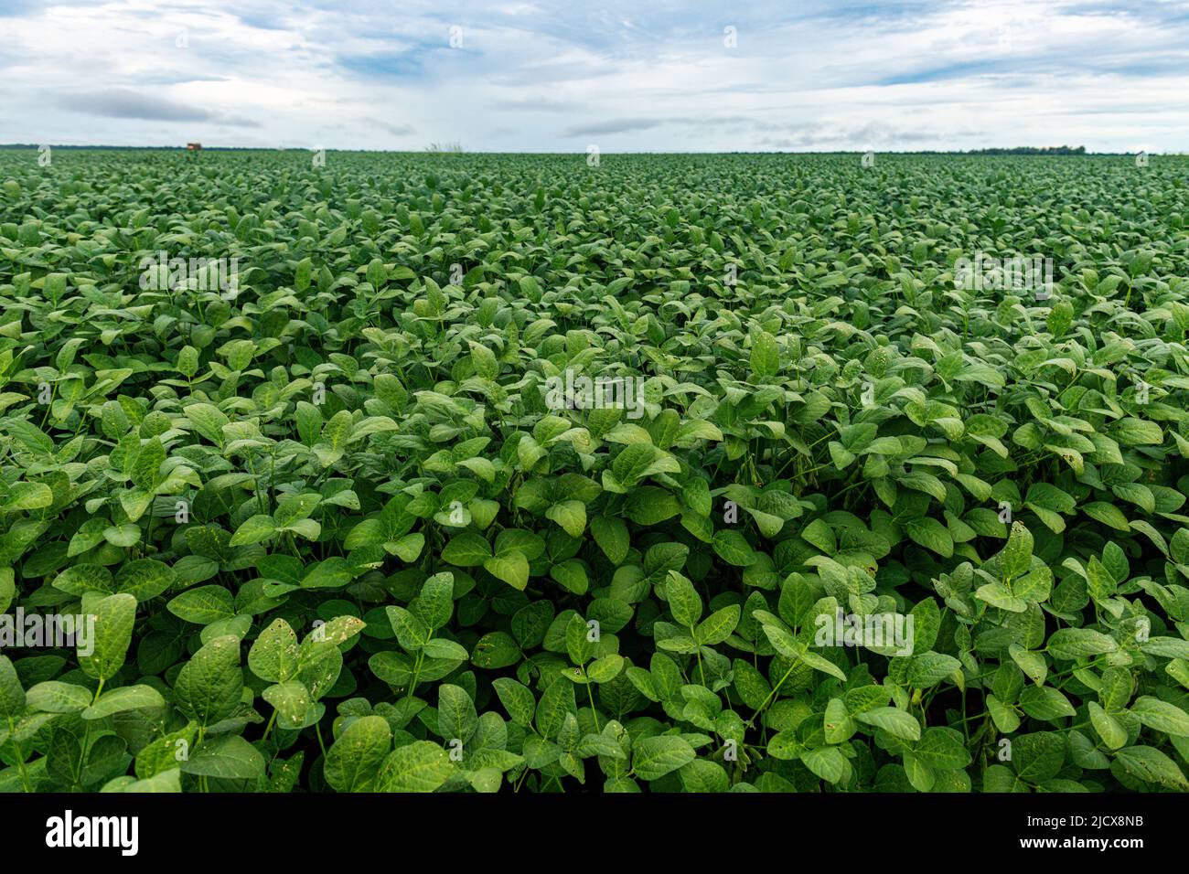 Giant soy fields, Sinop, Mato Grosso, Brazil, South America Stock Photo