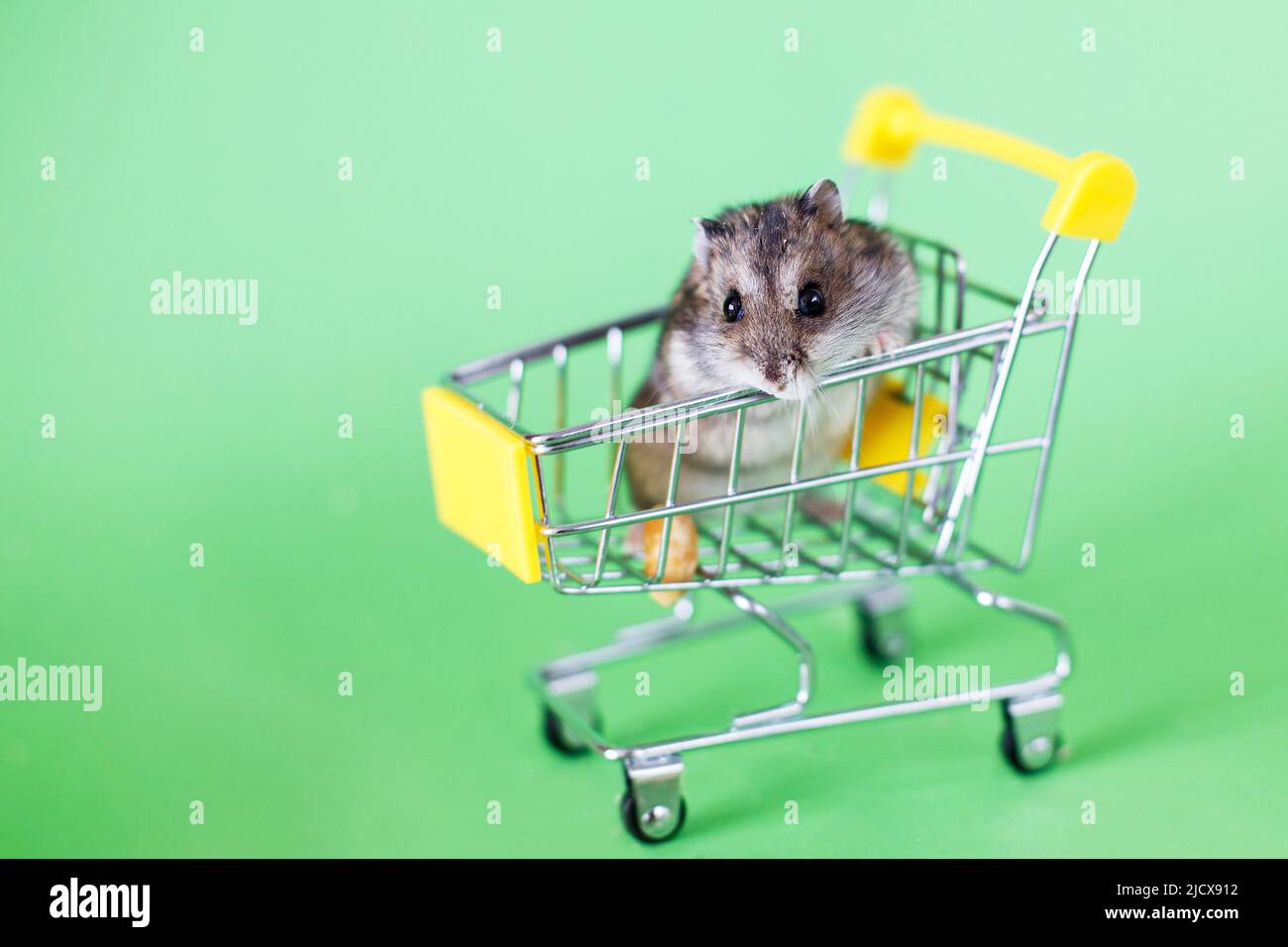 Hamster buy hi res stock photography and images Alamy