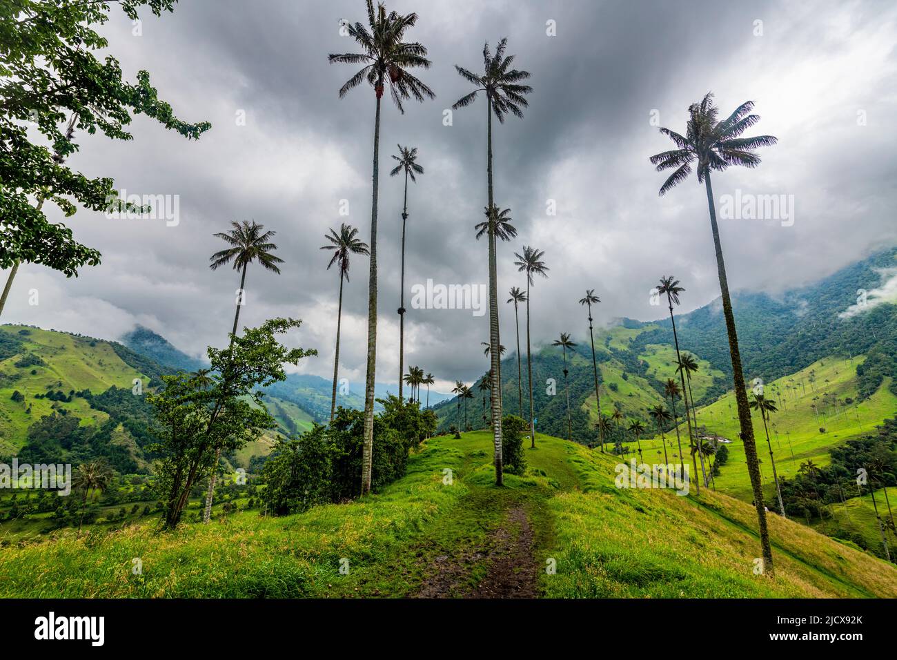 Wax palms, largest palms in the world, Cocora Valley, UNESCO World Heritage Site, Coffee Cultural Landscape, Salento, Colombia, South America Stock Photo