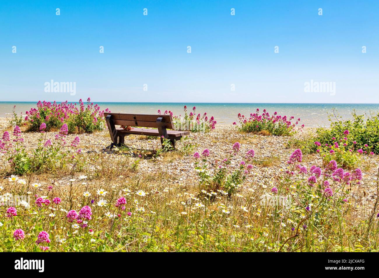 Empty bench amid wildflowers on the shingle beach at Pevensey Bay, East Sussex, England, United Kingdom, Europe Stock Photo