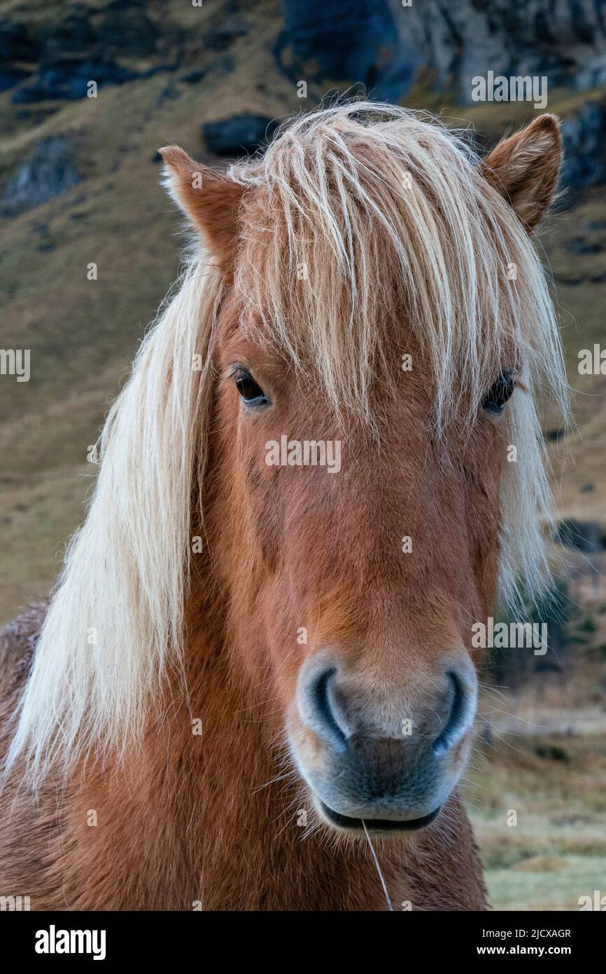 Icelandic horse near Vik, Iceland, Polar Regions Stock Photo
