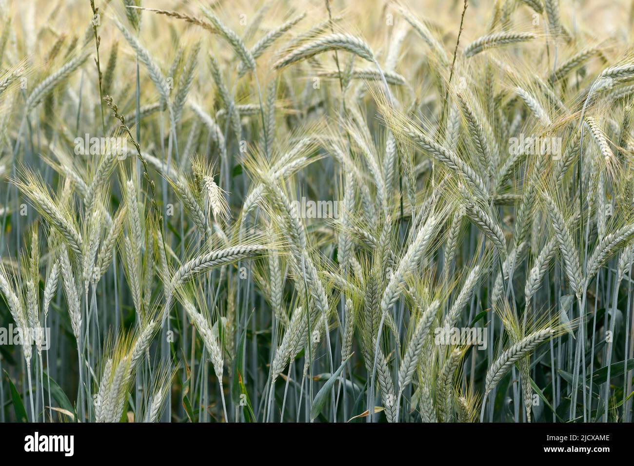 Wheat field, cultivated plants and agriculture, Yonne, France, Europe Stock Photo