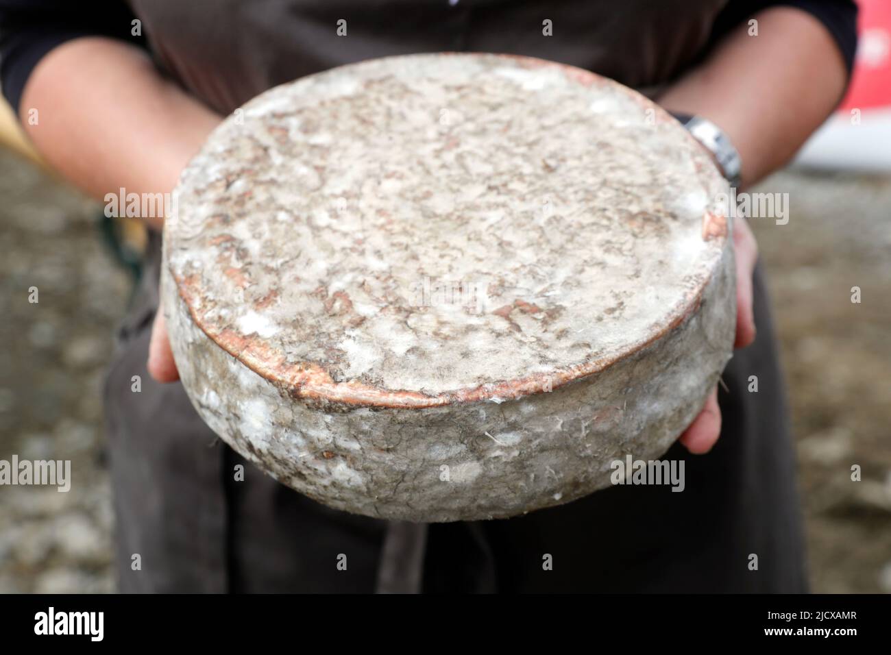 Traditional French cheese, Tomme de Savoie, mountain cheese, Haute-Savoie, France, Europe Stock Photo