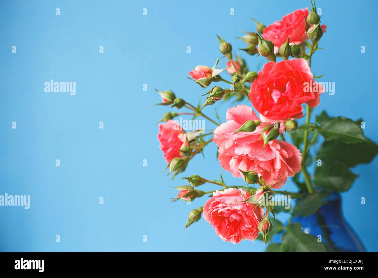 bouquet of a rose flowers isolated on blue background Stock Photo - Alamy