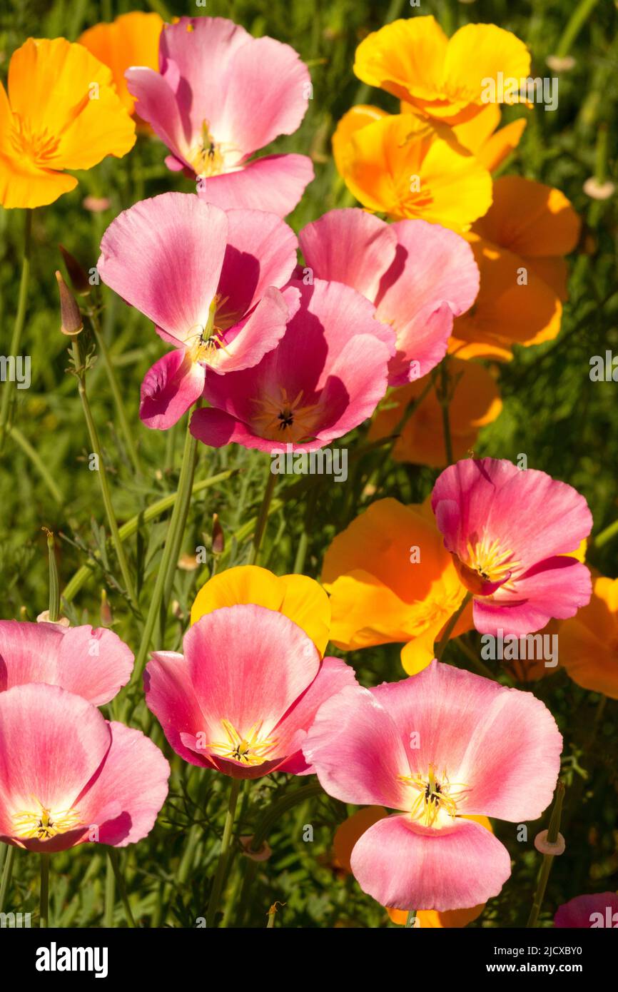 Pink Eschscholzia californica Thai Silk flowers Californian Poppy Stock Photo