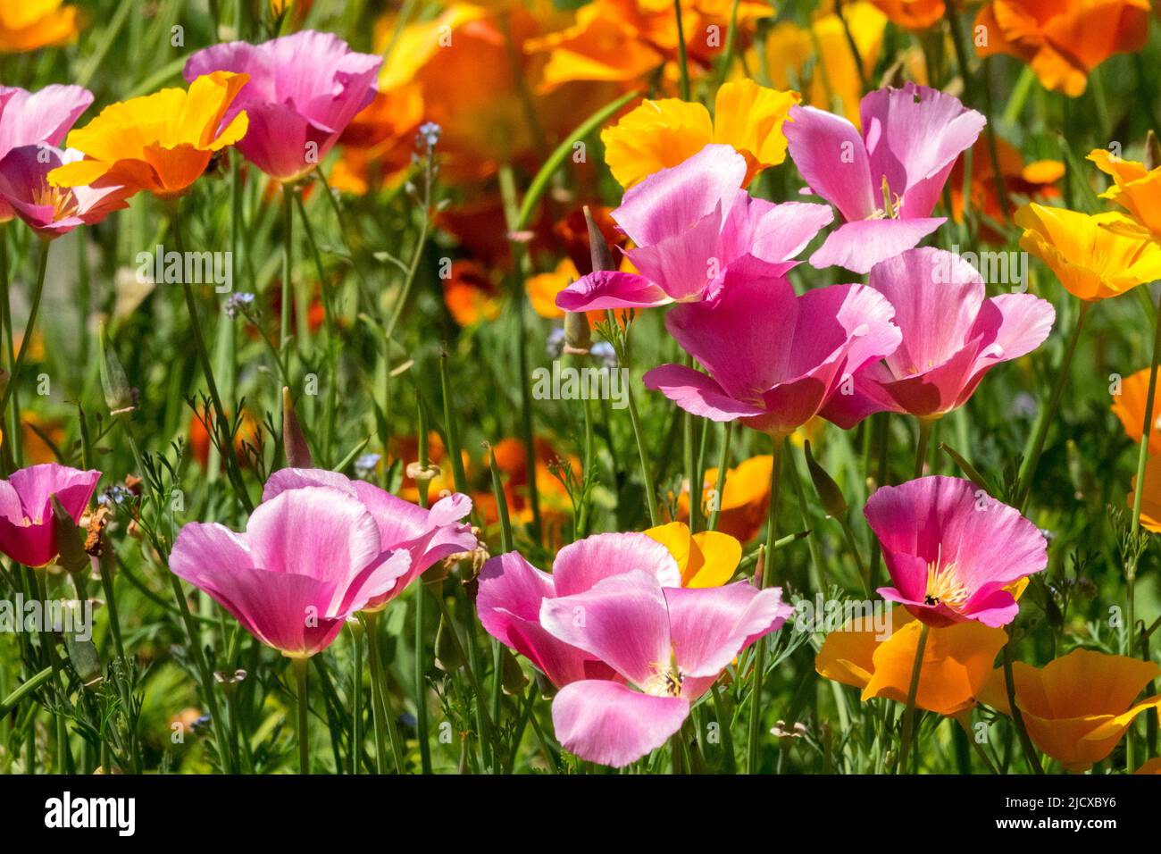 Pink Orange, Flowers, Garden, Meadow, Annual, Plants Flower bed Stock Photo