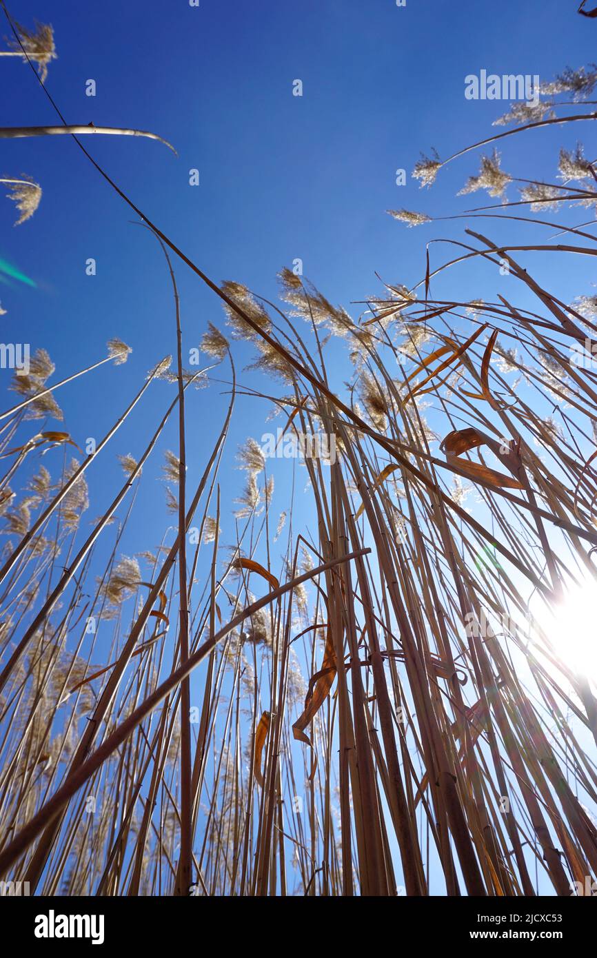 Reed bed in the nature texture background Stock Photo Alamy