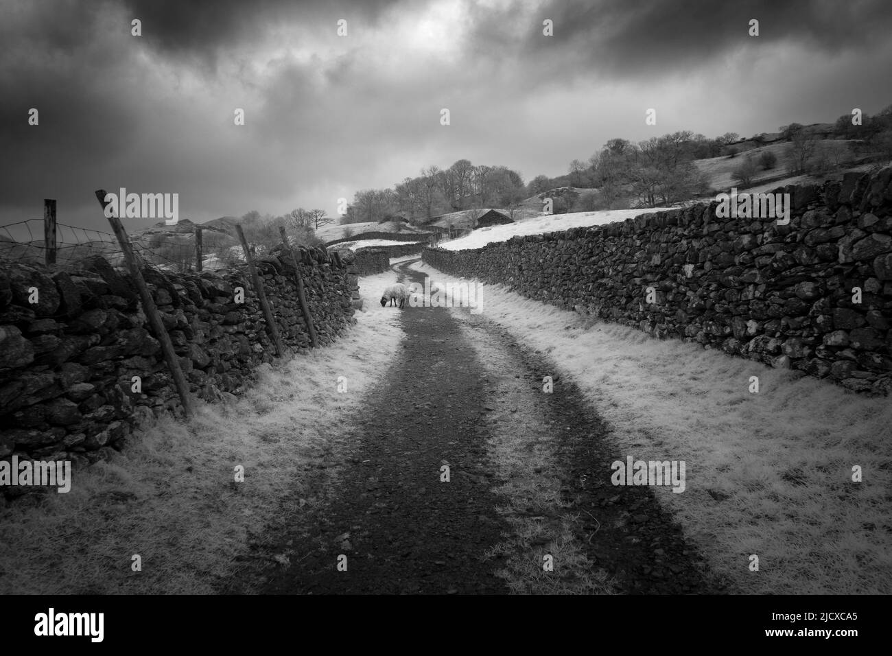 An infrared image of Sweden Bridge Lane out of Ambleside in late winter in the Lake District National Park, Cumbria, England. Stock Photo