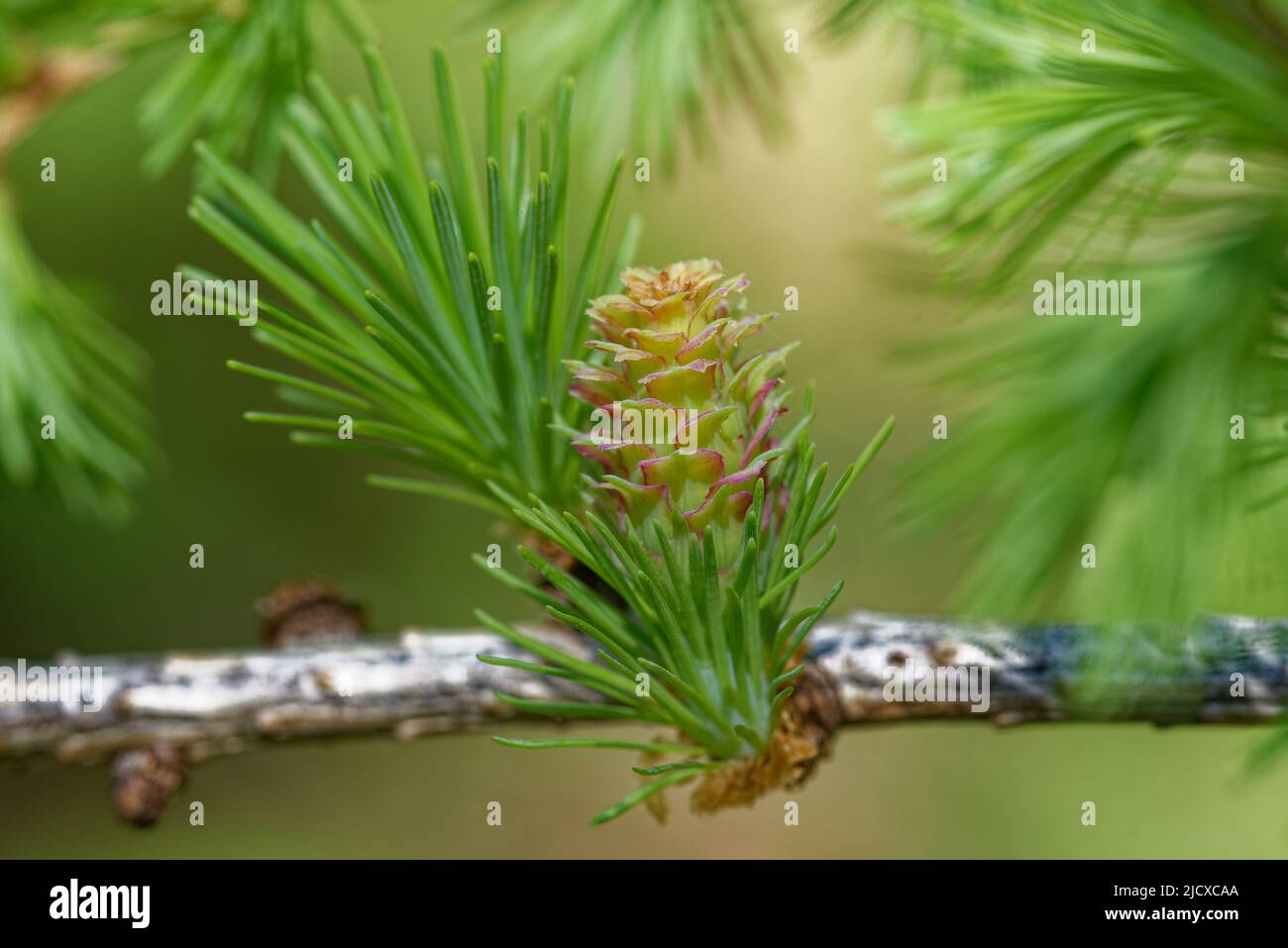 Young ovulate cone of larch tree in spring, beginning of June. Stock Photo