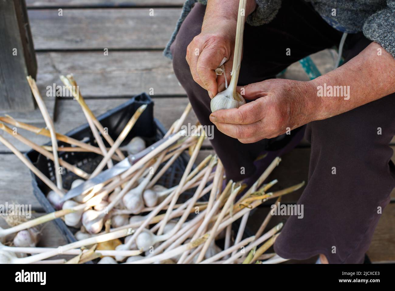 Old hands holding peeler hi-res stock photography and images - Alamy