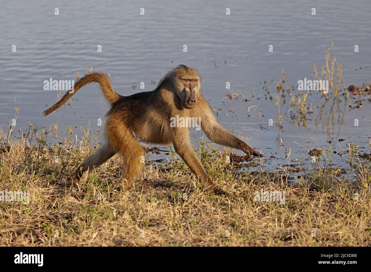 Chacma Baboon by the Chobe River Botswana Stock Photo