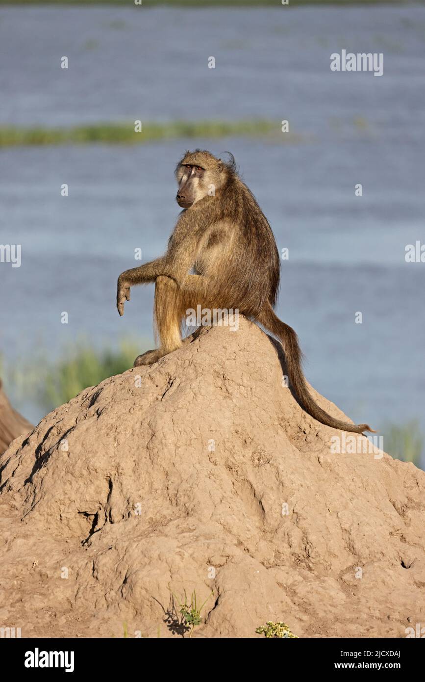 Chacma Baboon sat on a termite mound the Chobe River Botswana Stock Photo