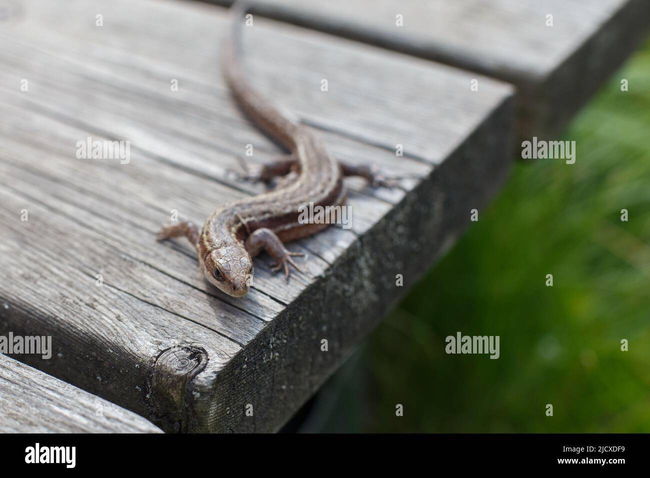 a brown lizard on a wooden board in summer garden on a green grass background Stock Photo