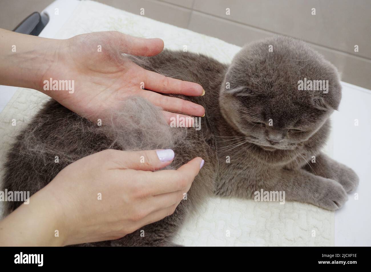 Scottish fold cat being combed at home Stock Photo