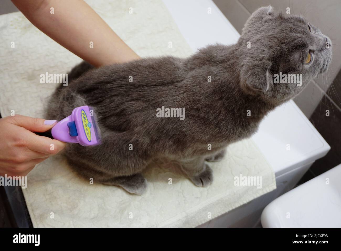 Scottish fold cat being combed at home Stock Photo