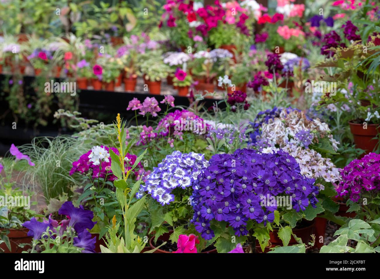 Flowering plants including petunias, phlox and pericallis cruenta, in the Palm House and Main Range of glasshouses in the Glasgow Botanic Garden, UK. Stock Photo