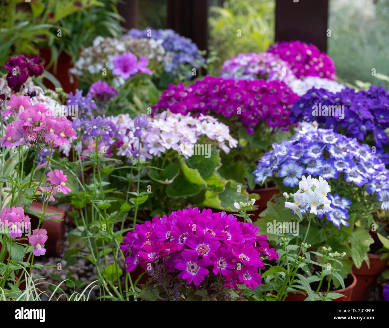 Flowering plants including petunias, phlox and pericallis cruenta, in ...