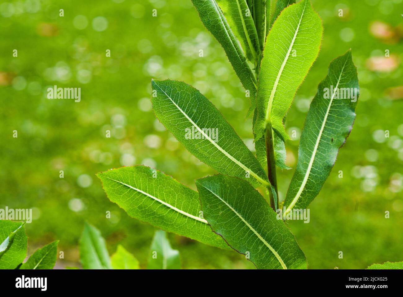 Green leaves of wild lactuca virosa growing in the garden. Stock Photo