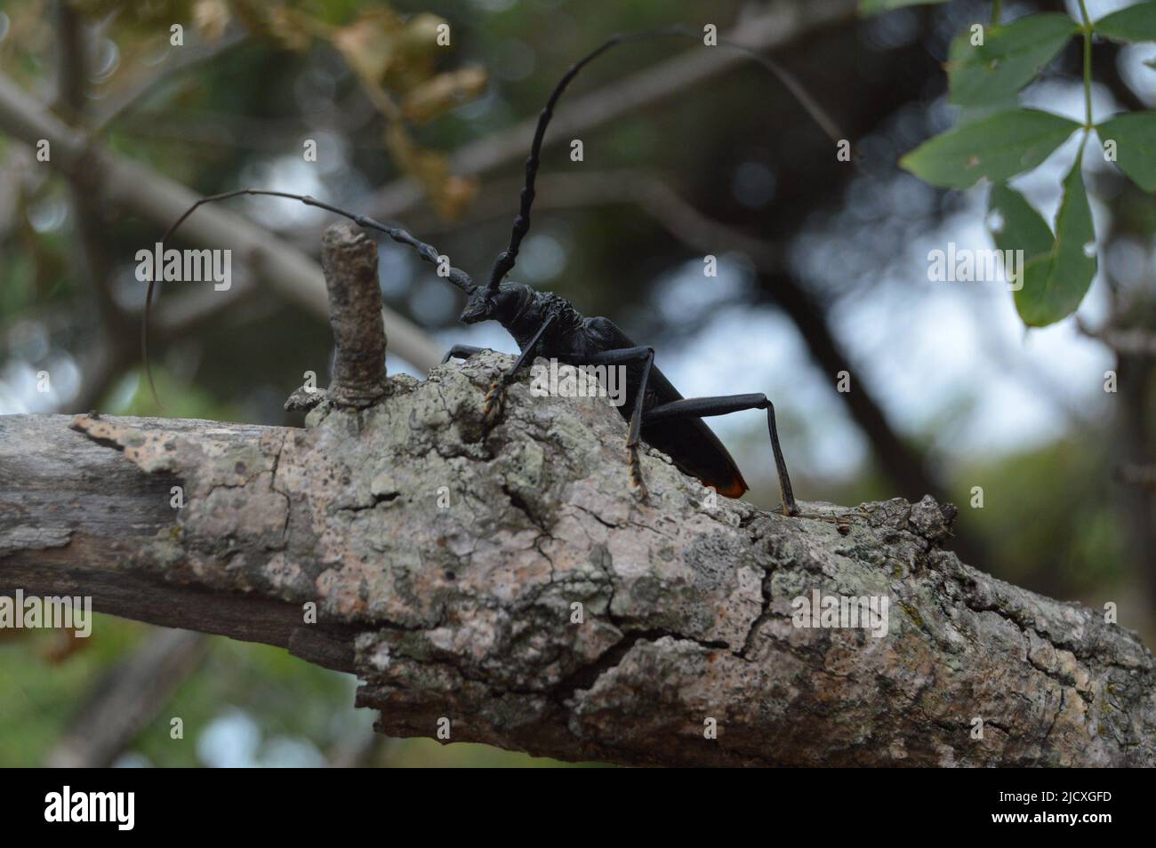 Big black beetle with long whiskers sits on branch Stock Photo
