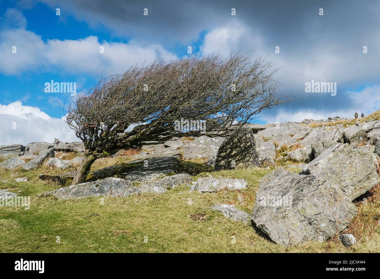 A stunted windswept tree growing and surviving amonst granite rocks on Stowes Hill on Bodmin Moor in Cornwall. Stock Photo