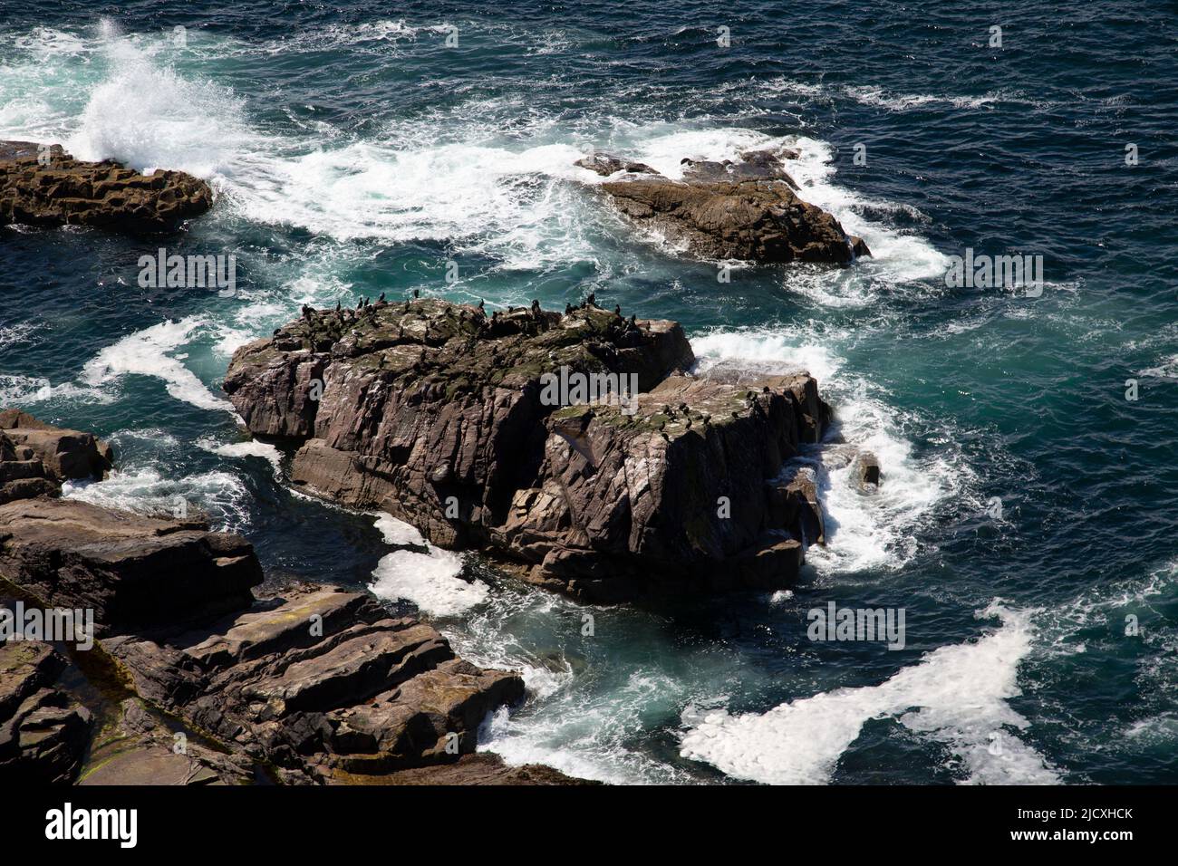 Seabird on rocks, Stoer Head, Assynt, Scotland Stock Photo