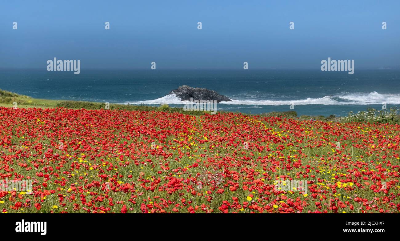 The spectacular beautiful poppy fields overlooking the rocky island The Goose off the coast of West Pentire in Newquay in Cornwall in the UK. Stock Photo