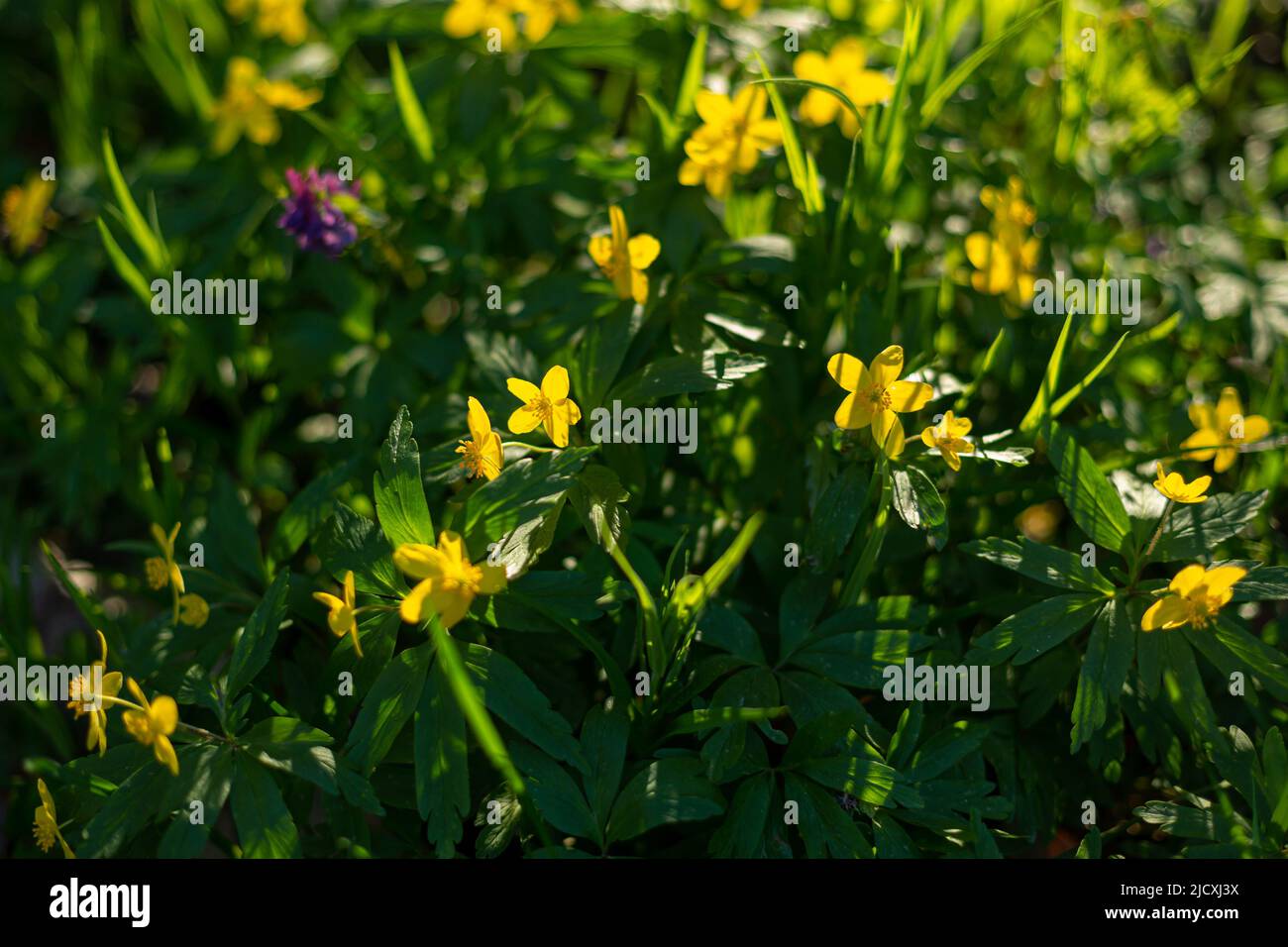 Spring yellow small flowers in garden nature green background Stock Photo