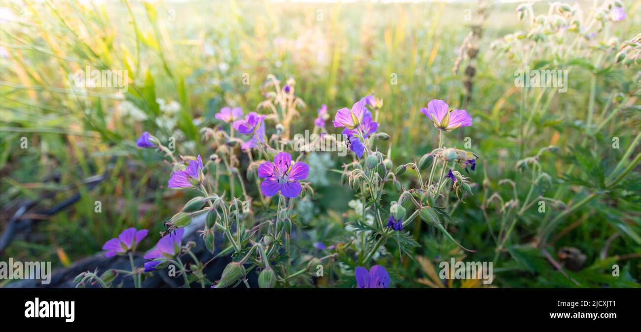 Meadow geranium close up on sunset sunlit meadow. Meadow geranium is useful herb with large spectrum of action. Nature details. Local nature beauty. L Stock Photo