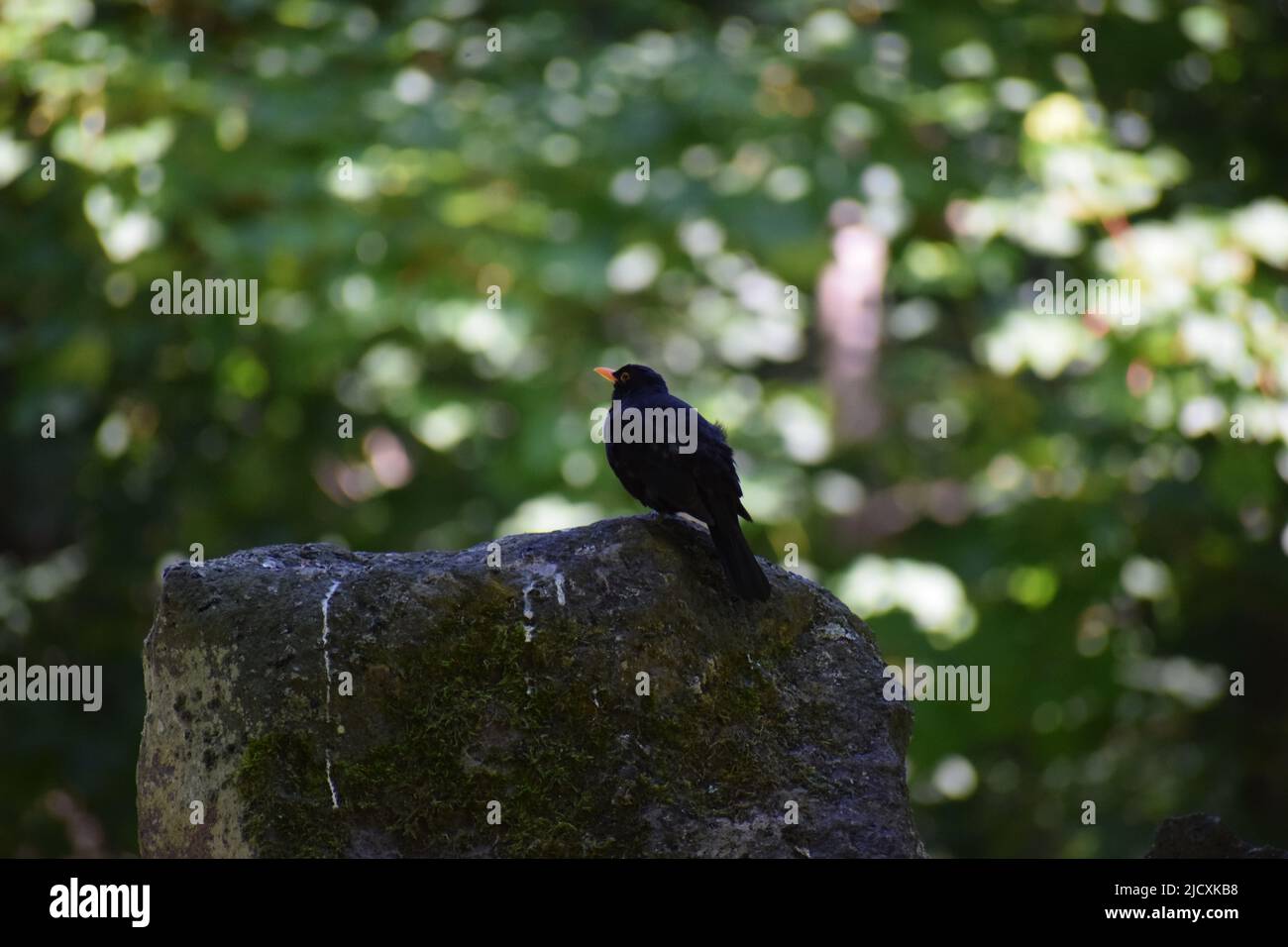 blackbird on a stone Stock Photo