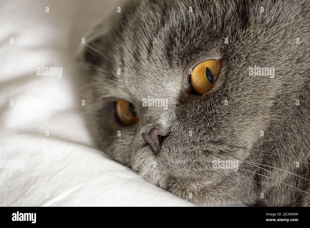 Scottish fold cat looking at close up view Stock Photo