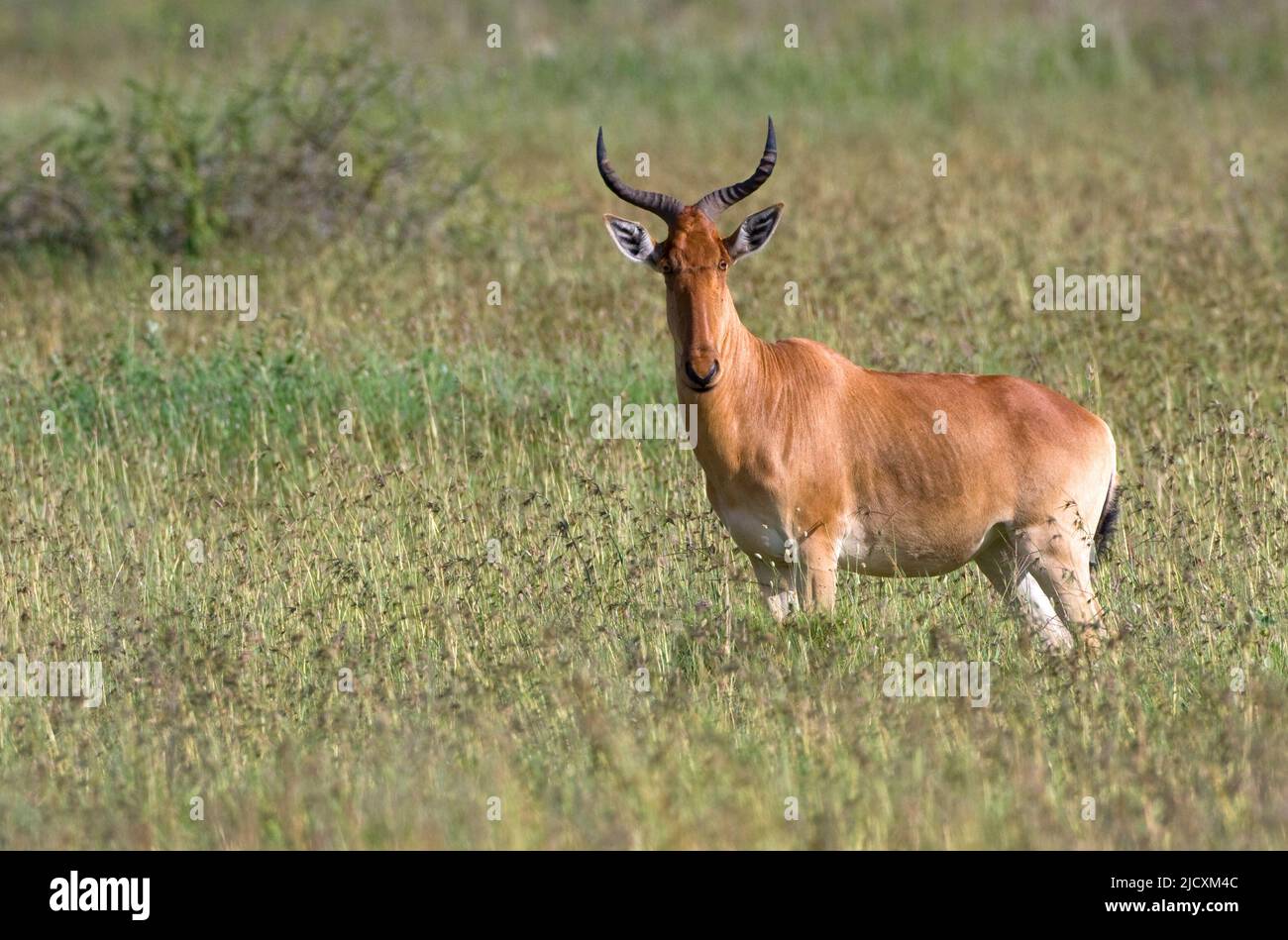 Hartebeest in serengeti national park hi-res stock photography and ...