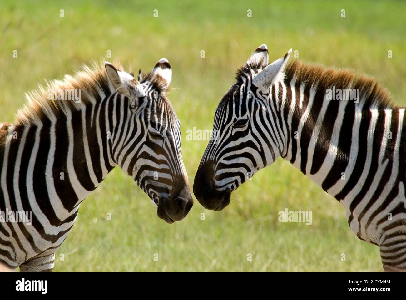 Grant's zebra (Equus quagga boehmi) is the smallest of the seven subspecies of the plains zebra. This subspecies represents the zebra form of the Sere Stock Photo