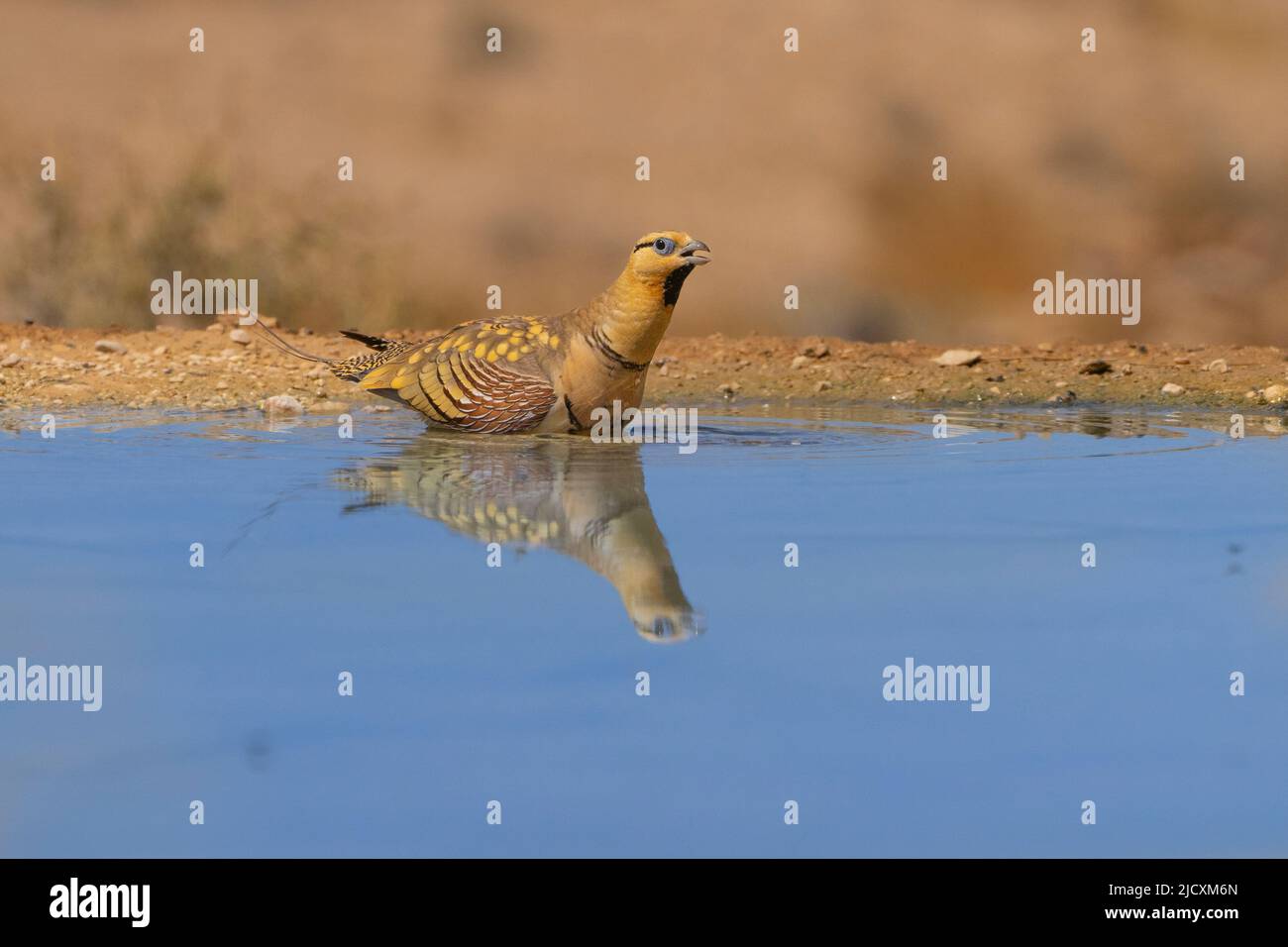 The pin-tailed sandgrouse (Pterocles alchata) is a medium large bird in the sandgrouse family The pin-tailed sandgrouse breeds in North Africa and the Stock Photo