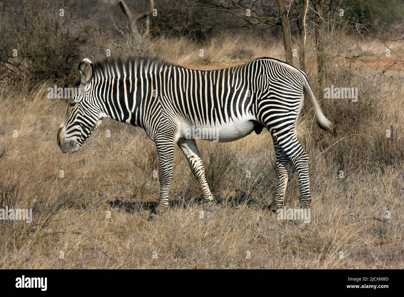Grévy's zebra (Equus grevyi), also known as the imperial zebra, is the largest living wild equid and the most threatened of the three species of zebra Stock Photo
