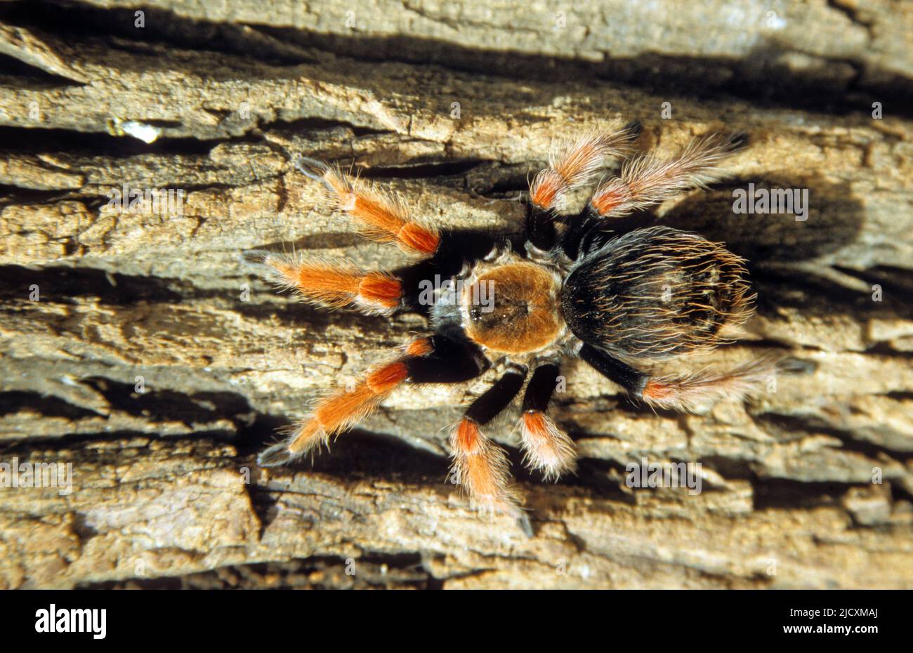 Mexican red-leg tarantula. The Mexican red-leg, or redknee, tarantula (Brachypelma smithi) is a spider that preys on insects, rodents and small birds. Stock Photo